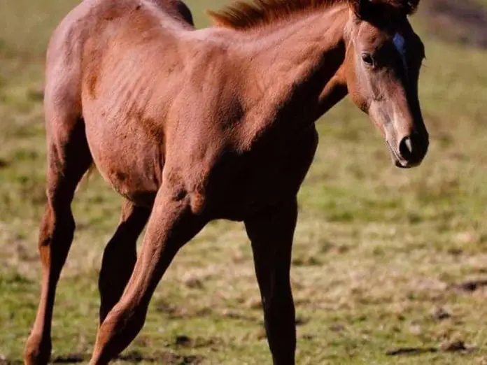 Wobbler in Horses: Causes, Signs, Diagnosis, Treatment, and Prevention