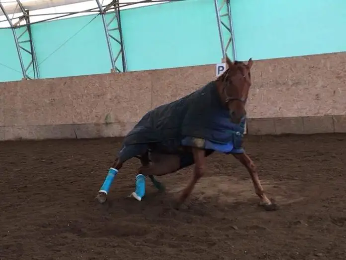 Wobblers in Horses