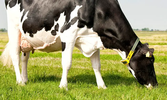A healthy Dairy Cattle