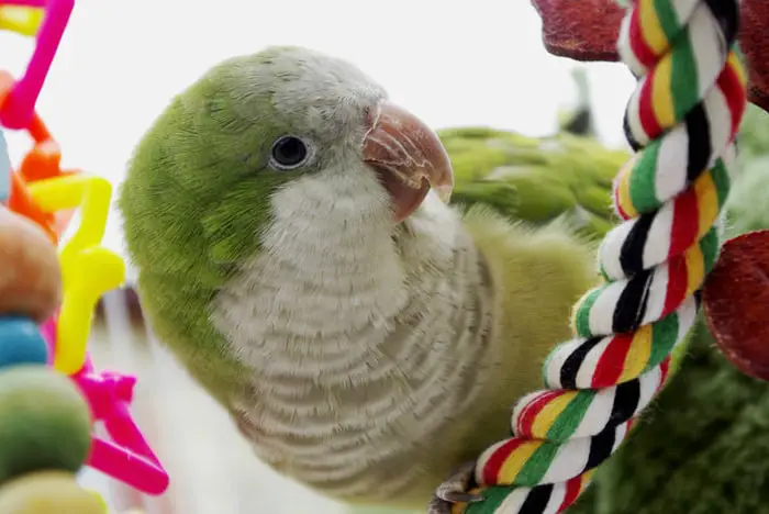 Beautiful Quaker Parrots