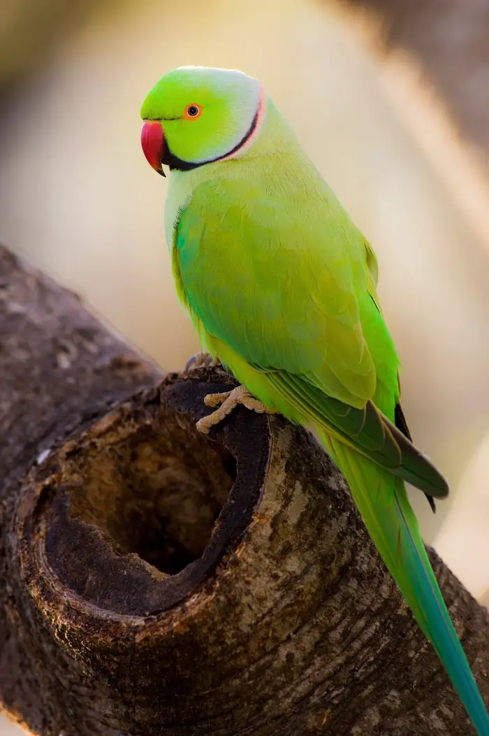 Beautiful Ringneck Parrots
