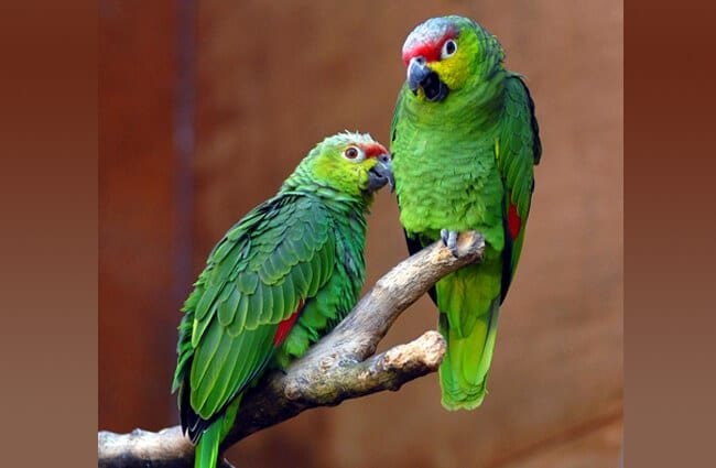 Behavior of Amazon Parrot