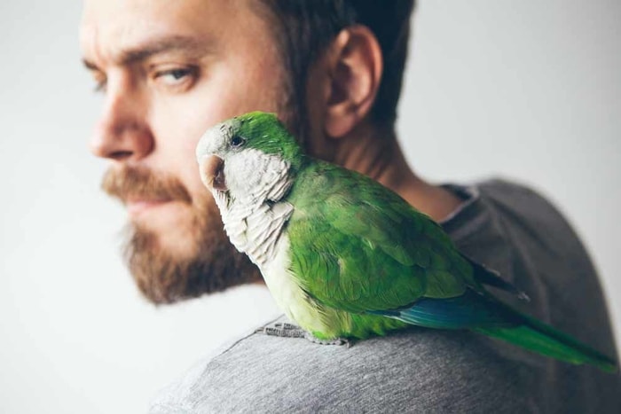 Behavior of Quaker Parrots