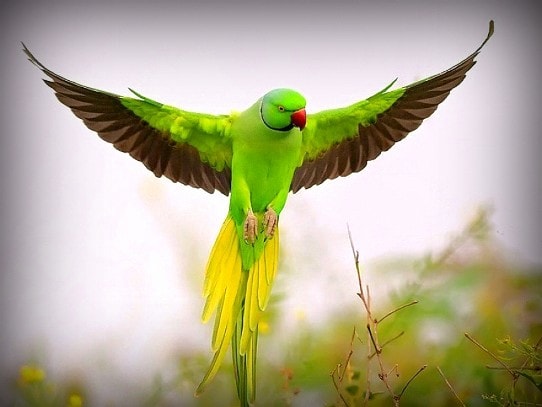 Behavior of Ringneck Parrots