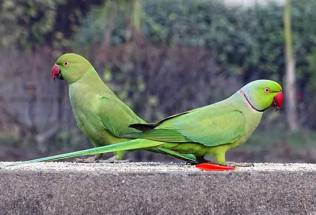 Best Pet Birds- Indian Ringneck Parrots