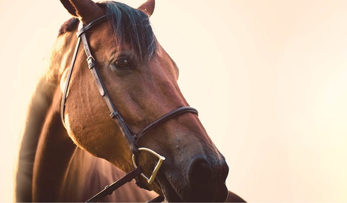 Big Head Prevention in Horses