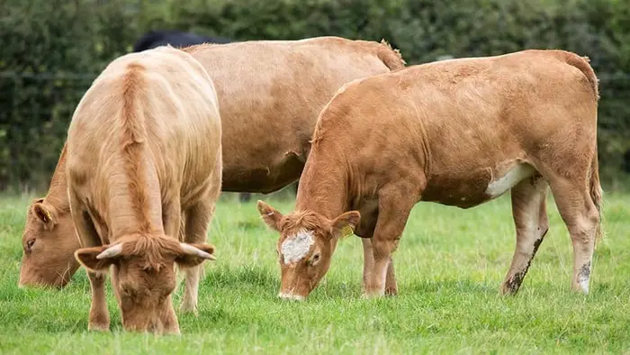 Blackleg in Cattle