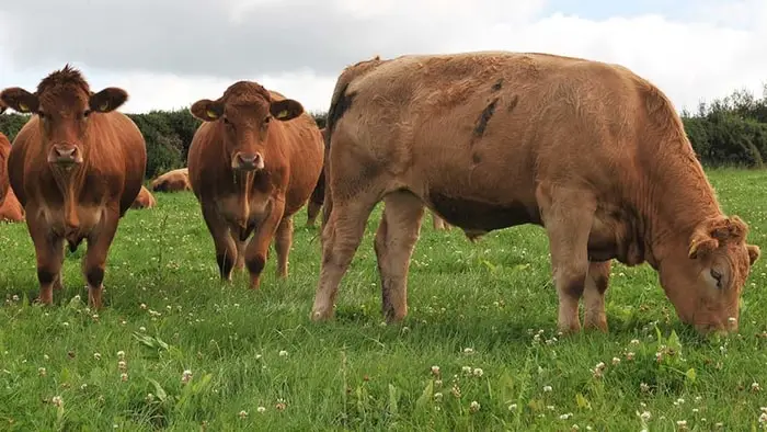 Black Quarter in Cattle