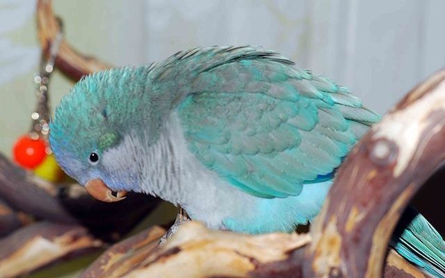 Blue Quaker parrots