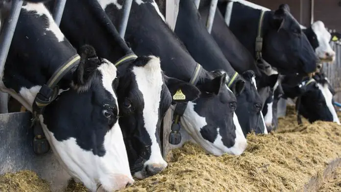 Botulism in Cattle