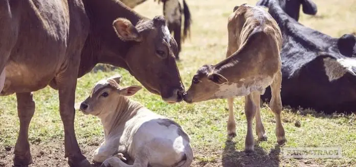Brucellosis in Cattle