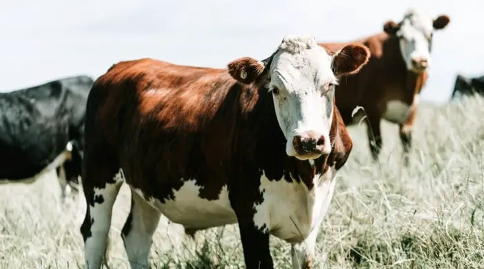 Causes of Brucellosis in Cattle