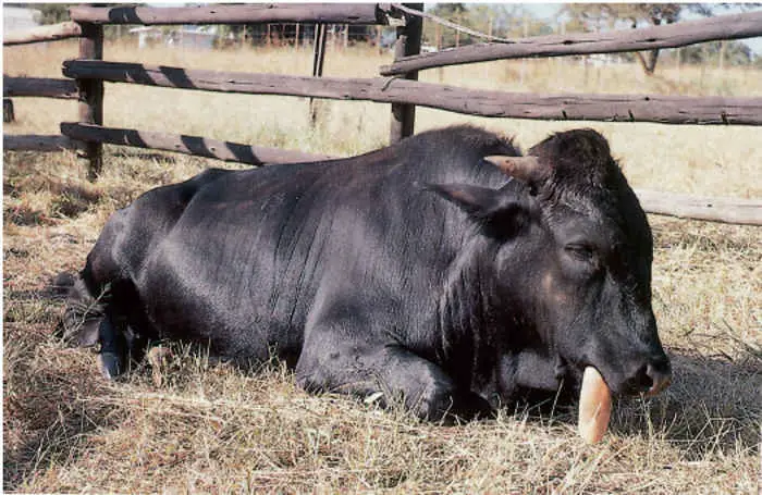 Clinical Signs of Botulism in Cattle