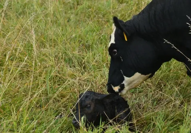 Clinical Signs of Leptospirosis in Cattle