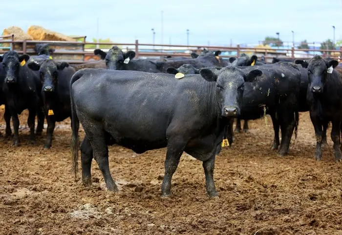 Clinical signs of Brucellosis