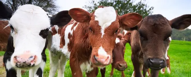 Coccidiosis in Cattle