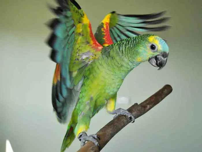 Color and Size of Amazon Parrot