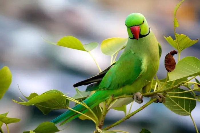 Color of Indian Ringneck Parrots