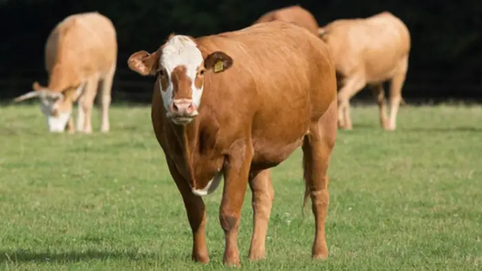 Diagnosis of Botulism Toxicity in Cattle