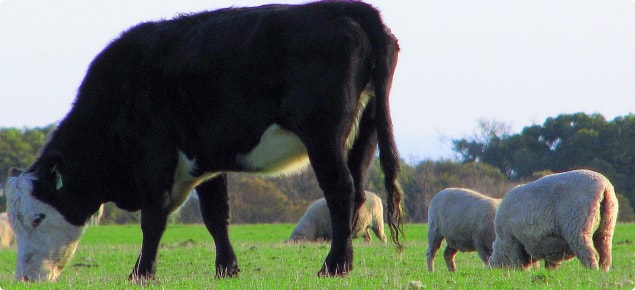 Diagnosis of Bovine Leptospirosis