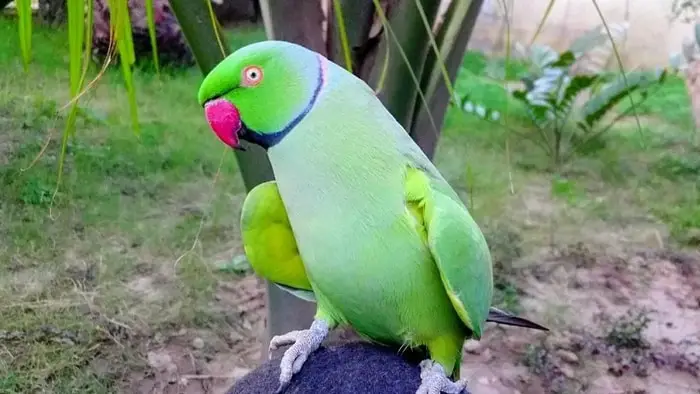 Diet of Parrots