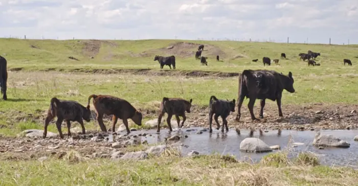 Epidemiology of Bovine Leptospirosis