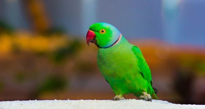 Exercise of Ringneck Parrots