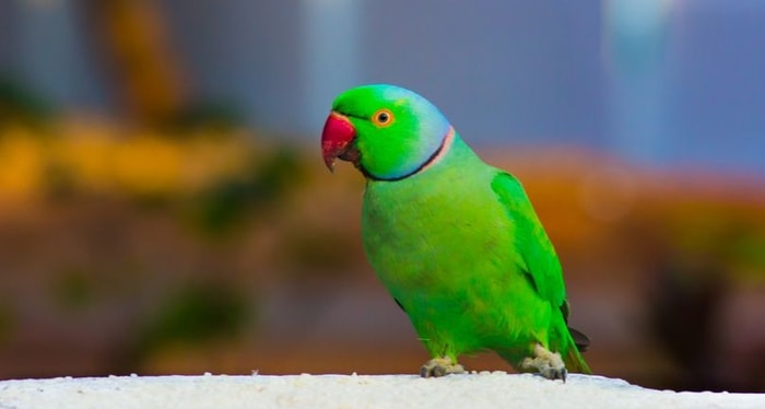 Exercise of Ringneck Parrots