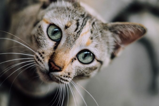 Feline Toxoplasmosis