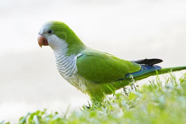 Habitat of Parrot Quaker