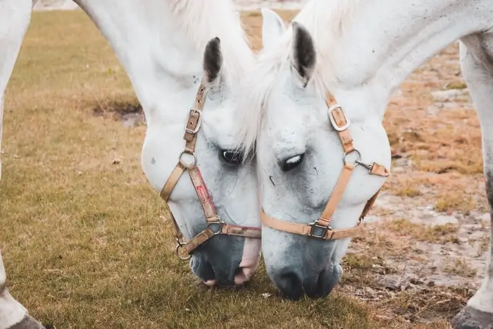 Horse Head