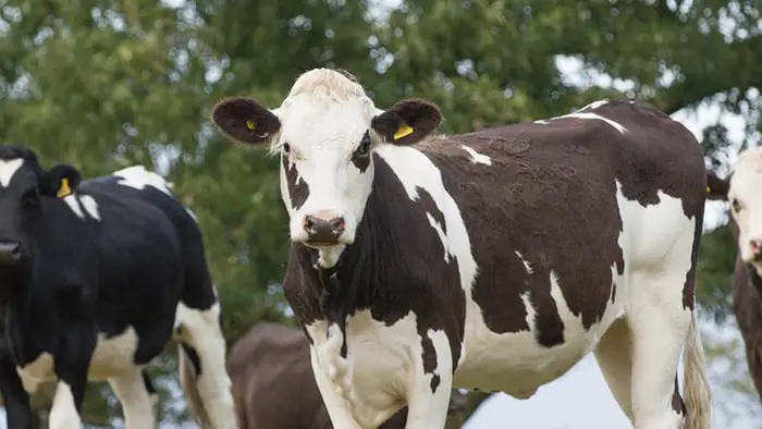 Important Information on Bovine Leptospirosis