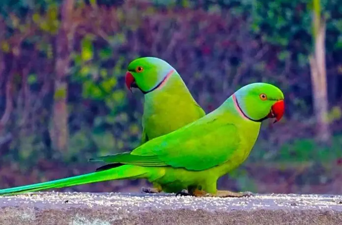 Indian Ringneck Parrots