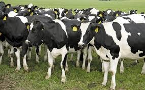 Leptospirosis in Cattle