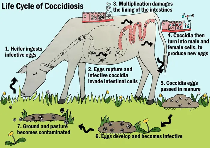 Life Cycle of Coccidia Organism