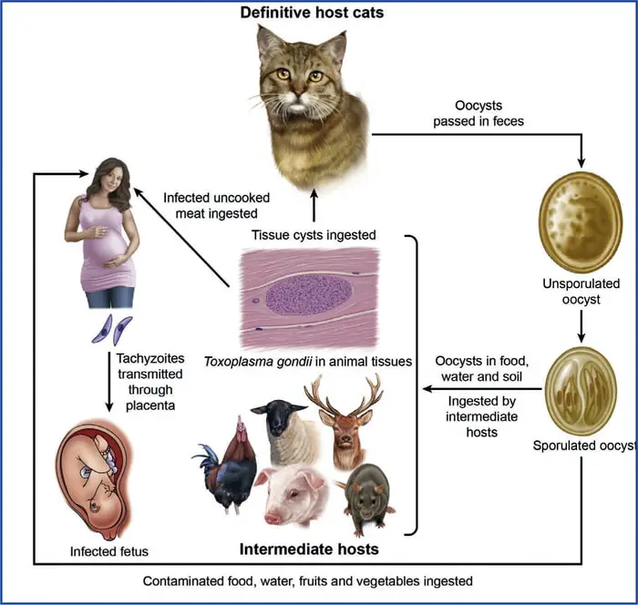 Life Cycle of Toxoplasmosis