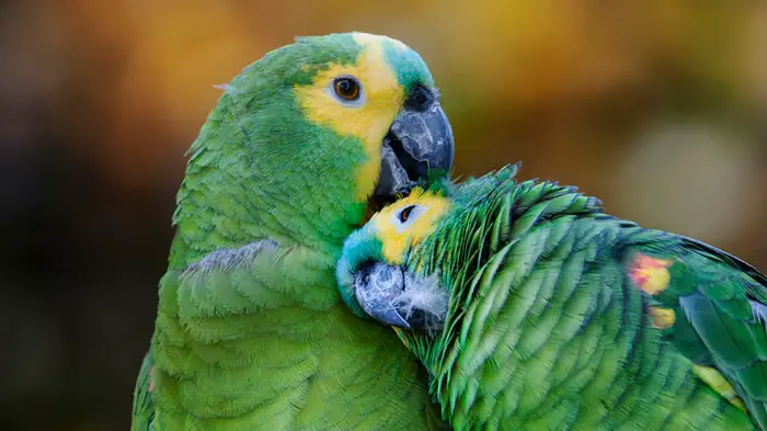 Life Span of Amazon Parrot