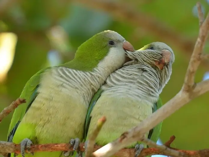 Quaker Parrots