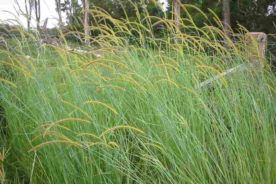 Setaria Grass