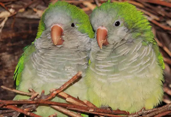 Size and Life of Quaker Parrots