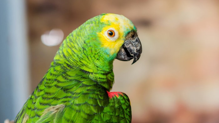 Speech of Amazon Parrot