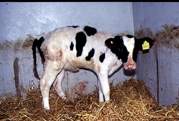 Symptoms of Coccidiosis in Cattle