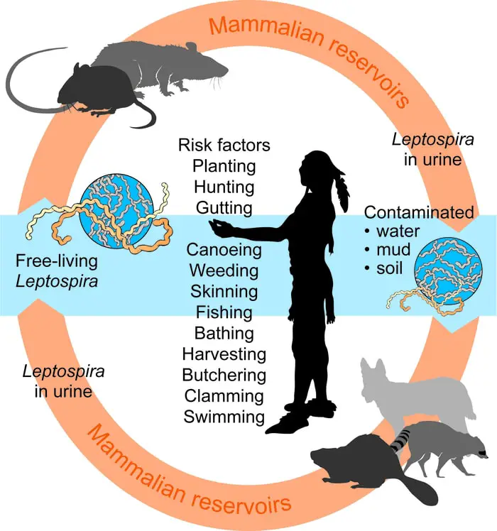 Transmission of Human Leptospirosis