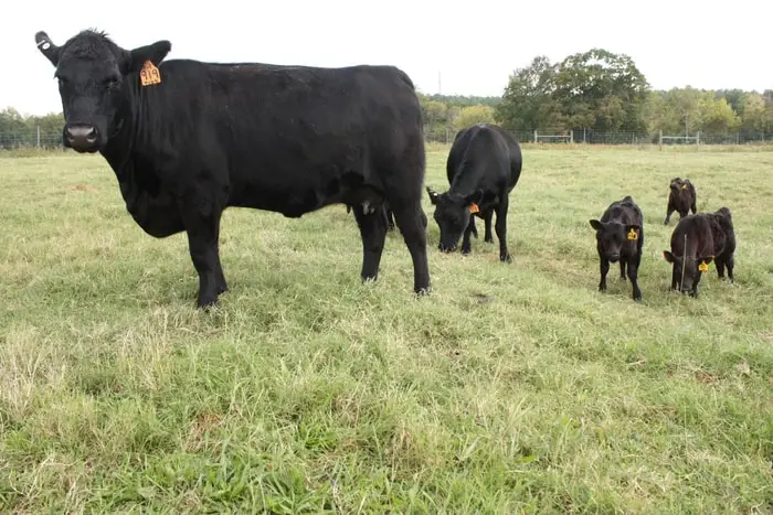 Treatment of Leptospirosis in Cattle