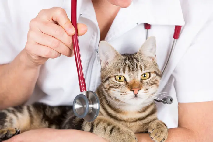 Treatment of Toxoplasmosis in Cats