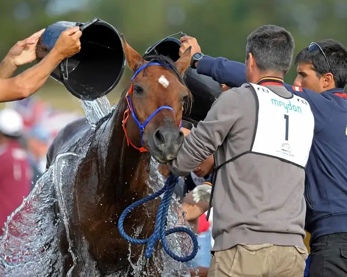 Veterinary Inspection of the horse