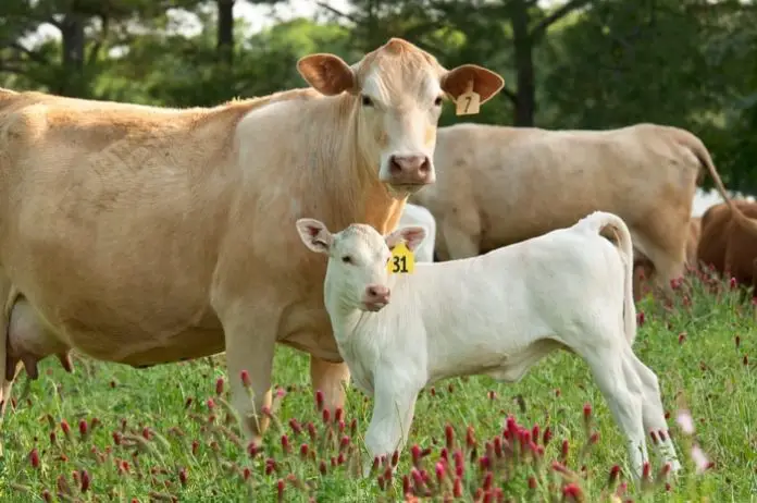 Anaplasmosis in Cattle