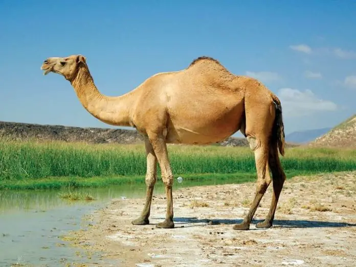 Arabian Camel