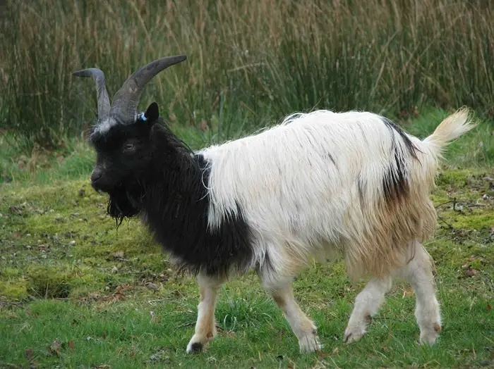 Bagot Goat