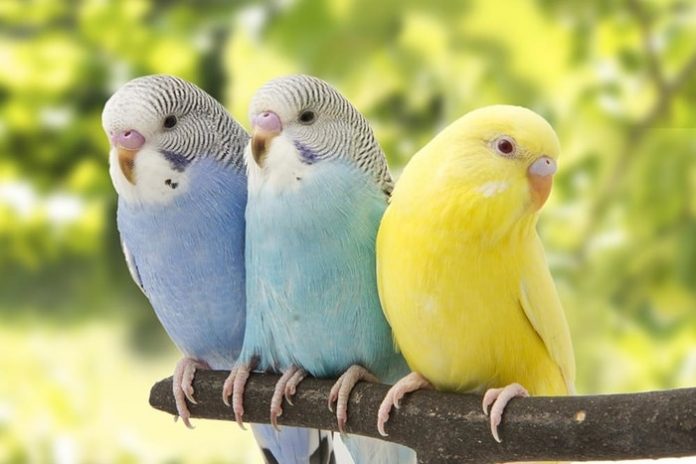 Beautiful Parakeets